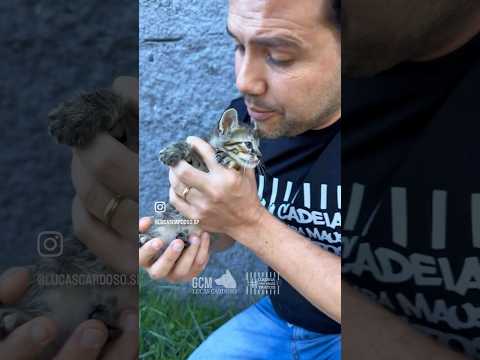 Eles já sofreram mais 😢 #gatos #cadeiaparamaustratos #petsfofinhos #pet #atibaia #saopaulo #adote