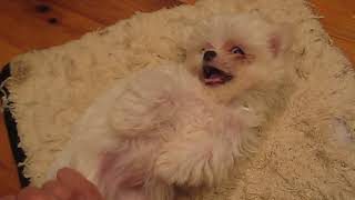 Video preview image #1 Maltese Puppy For Sale in MARIETTA, GA, USA
