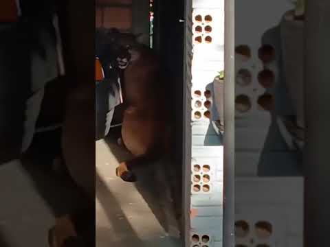 leão baio invade garagem de casa na cidade de inhacorá rio grande do sul