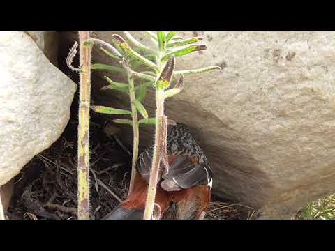 Adorable 11 day old Cape Rockjumper nestlings