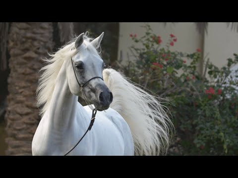 KIAHF AUCTION - ASRAR Lembarak