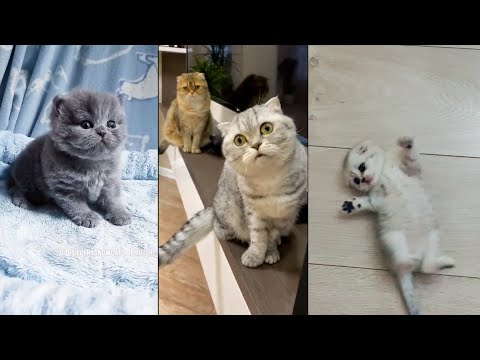 Try Not To laugh- Funny and Cute Cat Videos Compilation part 3