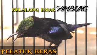 Download lagu KONIN ISISAN BELALANG EMAS, PELATUK BERAS || COCOK BUAT MASTERAN. mp3