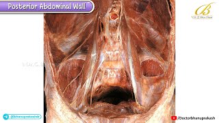 Muscles of the Posterior Abdominal Wall (Cadaveric Anatomy) | USMLE Step 1