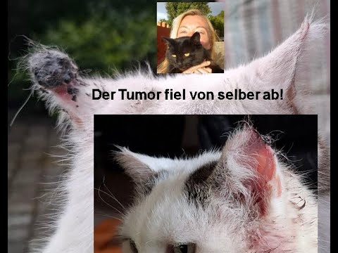 The vet would have operated/amputated - but self-healing powers and nature made this unnecessary!