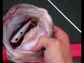 Unbelievable Top Water Action Bass Fishing With Poppers At Dreamstrike Lake