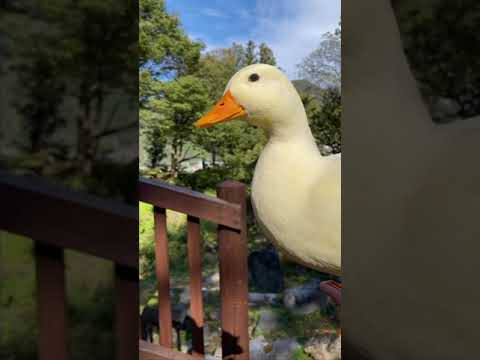 PANDA AND DUCK CUTE MOMENTS