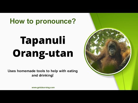 How to pronounce Tapanuli Orang-utan in English correctly