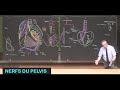 Anatomie des nerfs du pelvis (Pelvis 7)