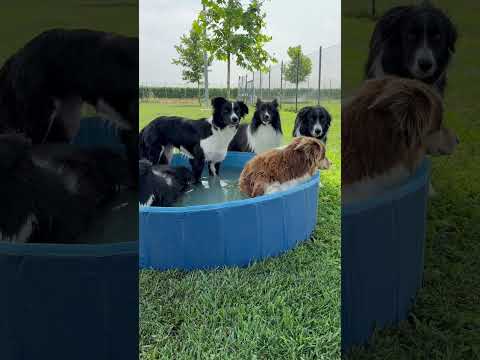 1….2….prontiiiiiii #bordercollie #shetlandsheepdog #pets #addestramentocani
