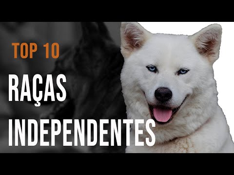 TOP 10 - INDEPENDENT Breeds - With explanation