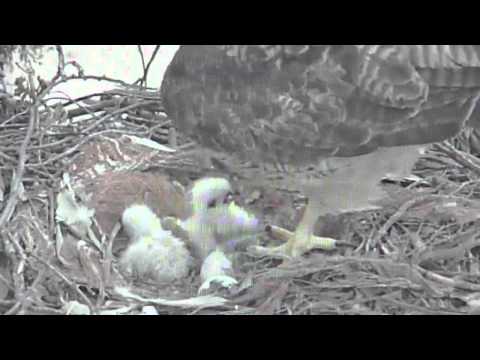 Red-tailed Hawk drops rabbit on newly hatched chicks. Mom feeds Weeble.