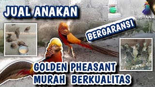 Download lagu SELLING CHEAP, QUALITY GOLDEN PHEASANT CHICKENS #ornamentalchicken #pheasant #goldenpheasant mp3