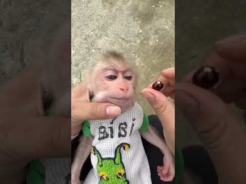 Bibi monkey