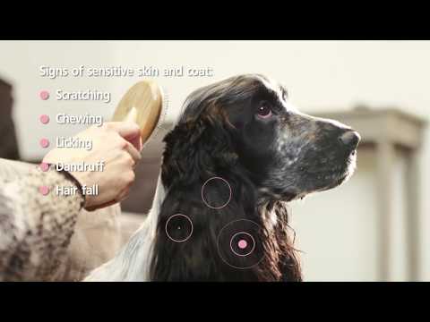 Purina Pro Plan OPTIDERMA dog adult Medium Sensitive Skin 14 kg, suaugusių vidutinių veislių, turinčių jautrią odą šunų sausas pašaras 12367239 video