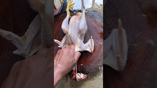 Download lagu Potong ayam kampung, Skill potong daging ayam #cuttingskills #chicken #ayamsegar #shorts #short mp3