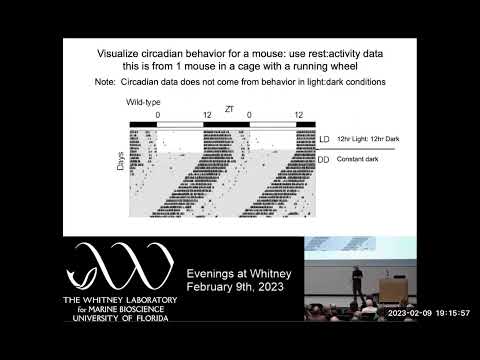 Evenings at Whitney - Circadian clocks in muscle: time does matter