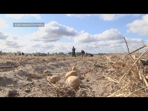 Следователи помогли сельчанам в уборке картофеля видео