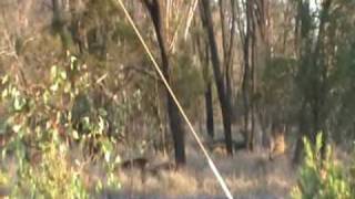 preview picture of video 'Wild Deer In Moranbah Queensland Australia'