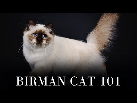 Birman Cat 101 - Everything You Need to Know