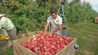 Cosechas de manzana en riesgo por falta de inmigrantes - Noticiero Univisión