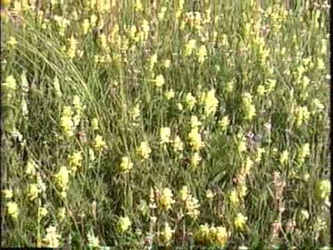 Ghijasa De Sus-A Transylvanian village.