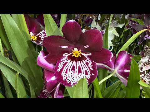 Orquídeas na Promoção 