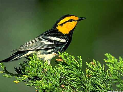 Hozan Serhat-Çuka Sere Dare