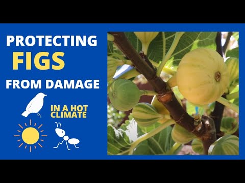 YouTube video about: How to protect figs from birds?