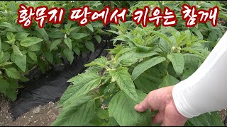 돌과 모래투성이인 황무지 땅에서 참깨를 재배하는 농가가 아닌 그 농가의 어머님의 노하우