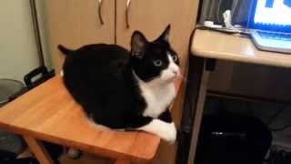 Tuxedo Kitten grooves to Eye of the Tiger