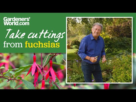 FREE FUCHSIA PLANTS | Alan Titchmarsh's guide to TAKING FUCHSIA CUTTINGS for free extra plants