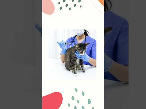 Your Ultimate Veterinary Anatomy Coloring Book 🐾🎨