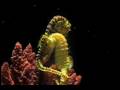 New Age Music Nº21 : Rick Wakeman - Sea horses