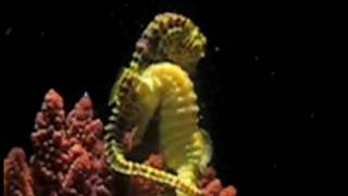 New Age Music Nº21 : Rick Wakeman - Sea horses