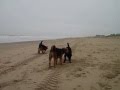 2013 10 10 Hundebegenung Noordwijk
