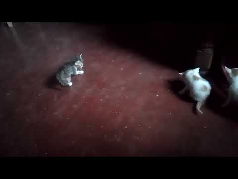 පූස් පරපුරේ දගයො ටික.🐈