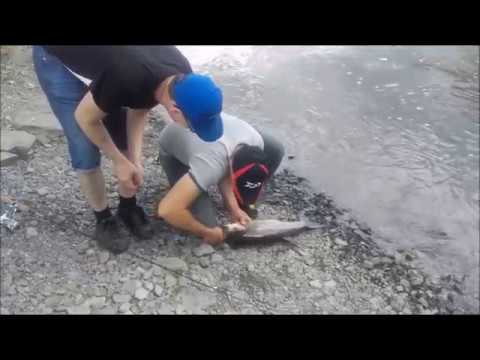 Jigikalastusta Kuokkalankoskella kesä 2017