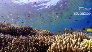 preview picture of video 'Scuba Diving Indonesia - Tasik Ria Dive Resort & Spa, Manado'