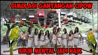 Download lagu simulasi gantangan cipow/sirtu untuk merangsang mental burung mp3