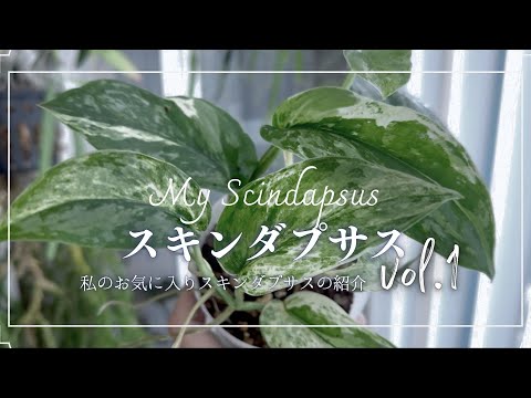 ドワーフレディのマント 植物