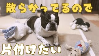 愛犬の収納を探しに行きました！