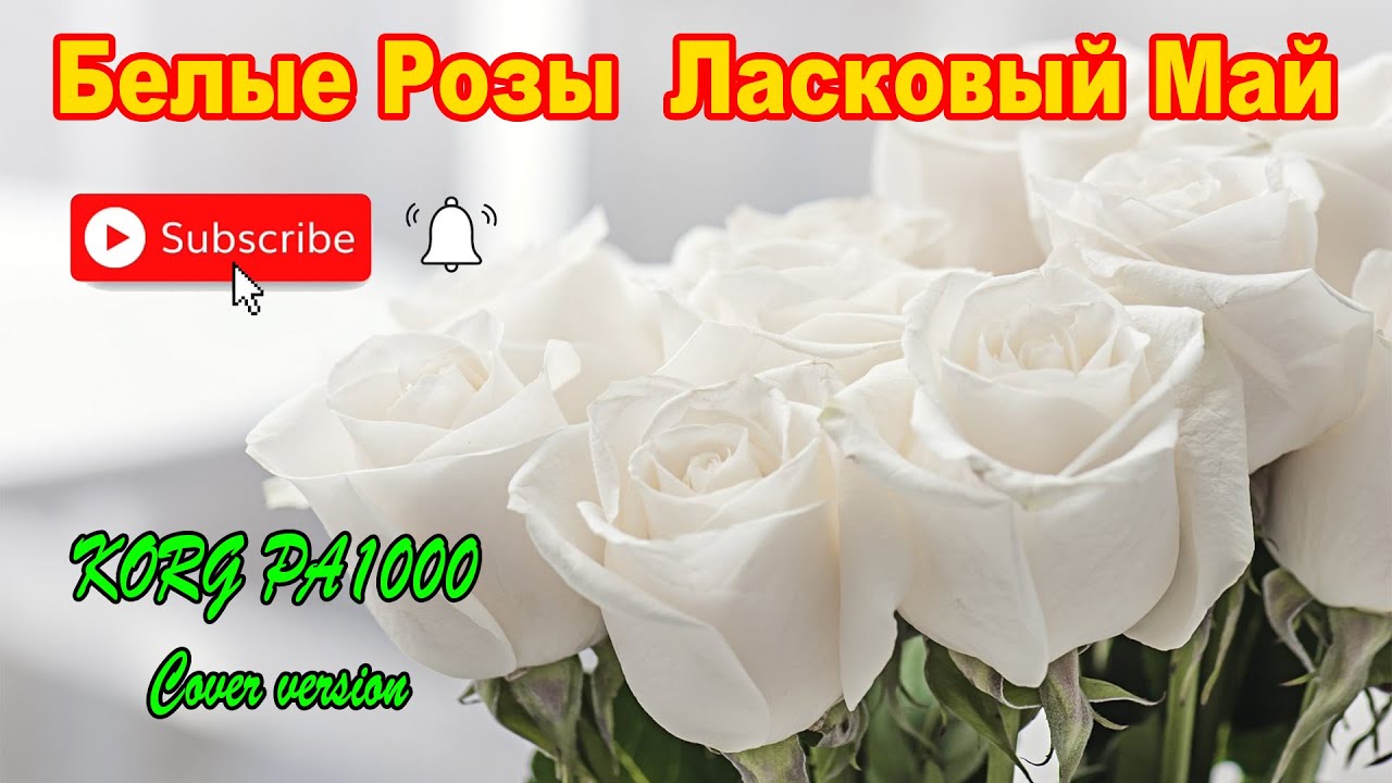 ласковый май белые розы. ласковый май (dvd). юрий шатунов белые розы. ласковый май белые розы. белые розы ласковый май минус.