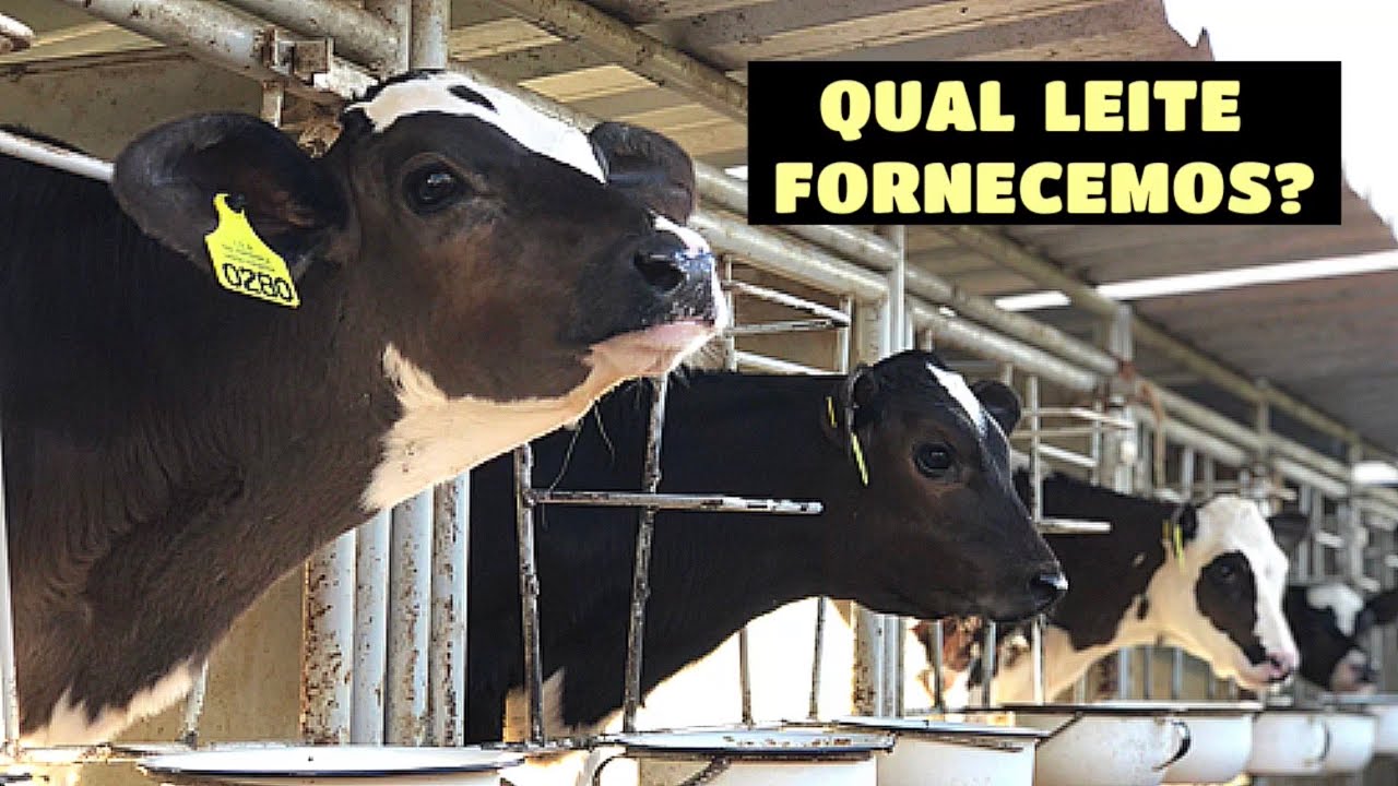 PREPARANDO O LEITE EM PÓ PARA AS BEZERRAS E EXPLICANDO PORQUE OPTAMOS POR ELE!!