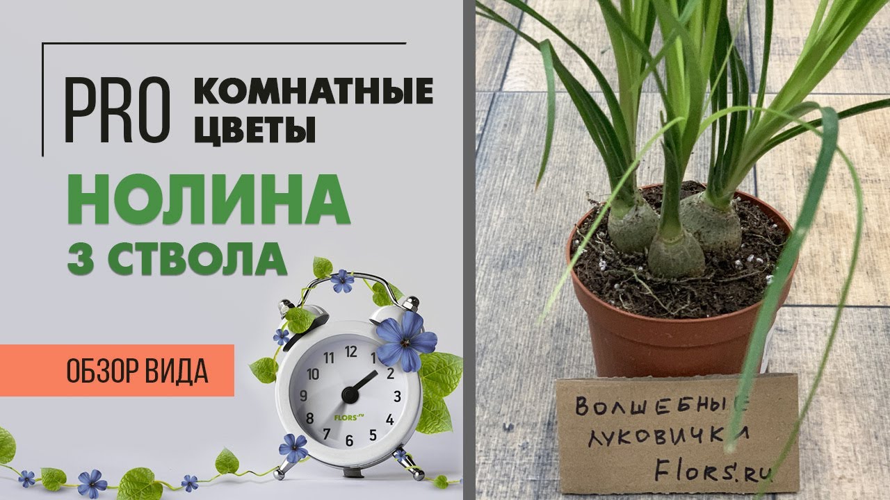 Нолина бокарнея - три луковички малышки - как долго они будут расти до слоновьей ноги?