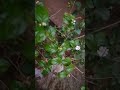 Mogara Phulala Lata Mangeshkar Song
