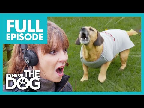Bertie: The Naughty Co-worker | Full Episode 219 | It’s Me or The Dog