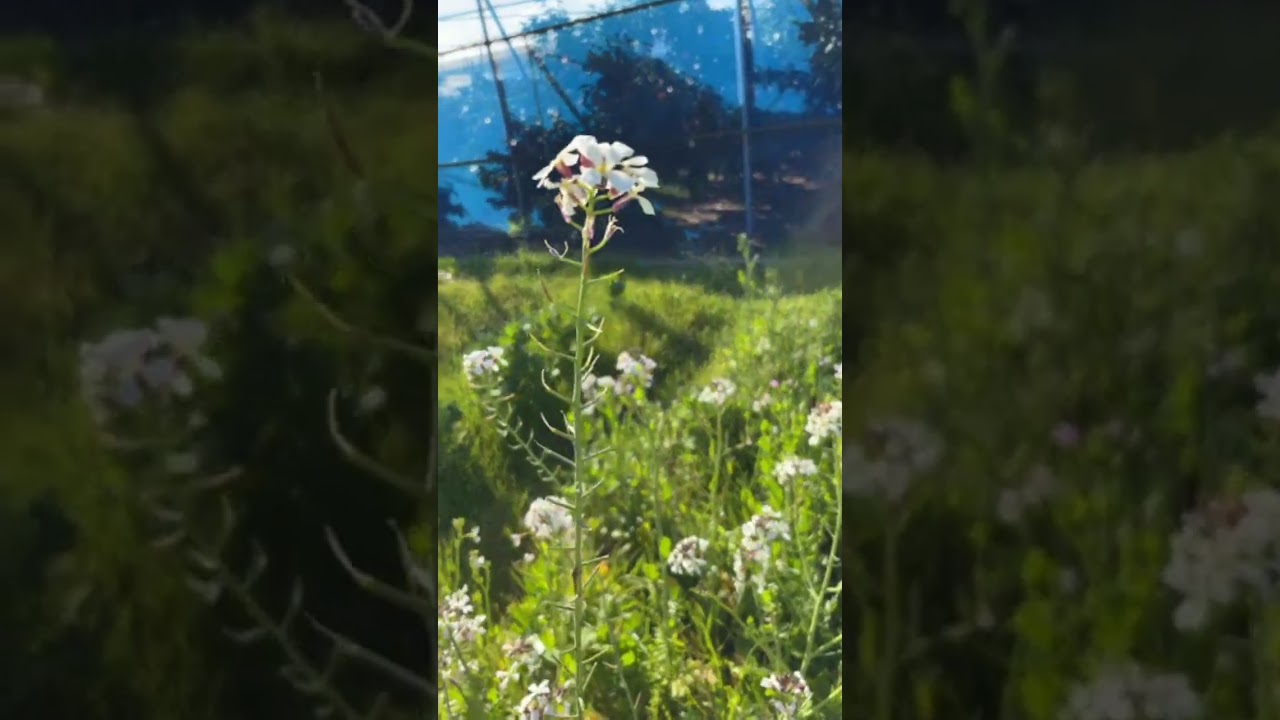 ライブ ハイライト