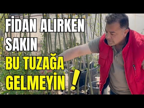 Fidan Seçerken ve Dikerken Yapılan 5 Büyük Hata! Sağlıklı Ağaçlar İçin Bu İpuçlarını Kaçırmayın