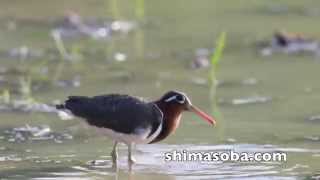 本日のシギチ(タマシギ、チュウシャクシギなど・動画あり)